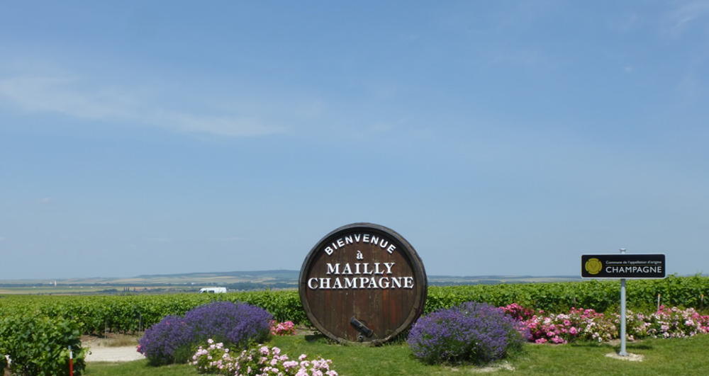 Champagne tasting and visit winery